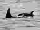 Handout photo of new-born calf spotted in pod of endangered southern resident orcas near Tofino, B.C. on June 19, 2023. 