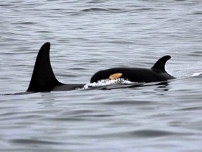 orcas endangered in b.c.