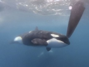orca in wild