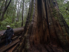 A woman walks past an old growth tree in Avatar Grove near Port Renfrew, B.C., Tuesday, Oct. 5, 2021. The British Columbia government has extended an order deferring old-growth logging in the Fairy Creek watershed on Vancouver Island.