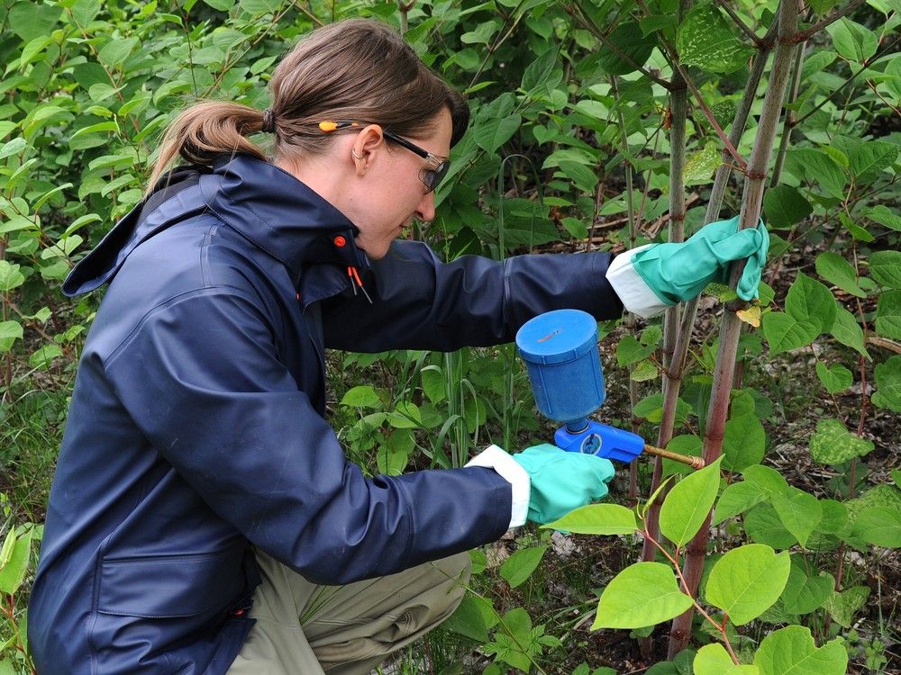 Metro Vancouver steps up war on invasive weeds and species Vancouver Sun