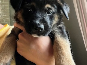 One of 10 stolen German shepherd puppies is shown in an RCMP handout photo. The RCMP are investigating the theft of the puppies from a backyard kennel in Nanaimo, B.C. Police say the theft occurred around 3 a.m. Monday morning.