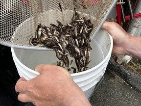 Thousands of juvenile coho salmon caught in pools in the Little Campbell River in Langley have been rescued