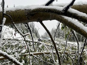 Tree branches downed by heavy snow block the road to the Jasper SkyTram on Monday.