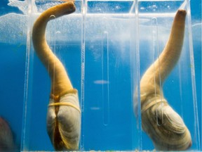 Geoduck being held in a tank at a Vancouver restaurant.