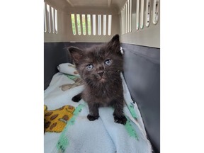 A black kitten that was rescued after being trapped under the floor of a property in Surrey, B.C. for four days is shown in this undated handout photo.