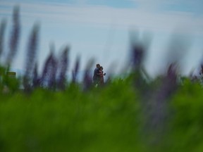 People are framed by wildflowers as they walk on a pathway at Garry Point Park, in Richmond, B.C., on Thursday, May 18, 2023. Rain and cooler weather over much of British Columbia has encouraged two fire centres in the southern and central Interior to roll back campfire bans.