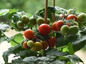 Kitchen minis are a new type of smaller tomatoes, peppers and cucumbers that overproduce delicious fruits comparative to the size of the plants.