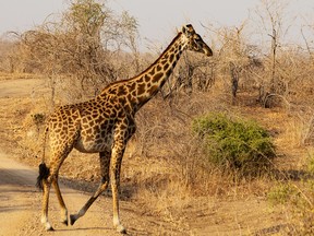 A giraffe
