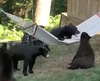 bears in coquitlam yard