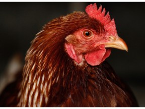 File photo of a chicken