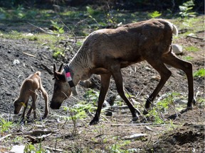 A mother caribou and her calf at the Central Selkirk caribou maternity pen near Nakusp.