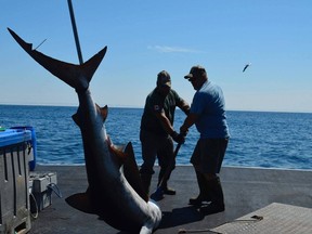 Fishermen land a shark during the Yarmouth Shark Scramble in this July 17, 2022 handout photo. The Nova Scotia event has been called off after nearly 30 years, as Fisheries Canada says it will no longer provide scientific licences.