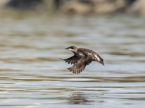 A marbled murrelet is shown in mid flight over the waters near Mitlenatch Island, B.C., in this undated handout photo. Bird watcher Royann Petrell, a retired University of B.C. assocate professor, is pushing the provincial government to create protected wildlife habitat areas to help sustain the threatened population of the marbled murrelet on Vancouver Island.