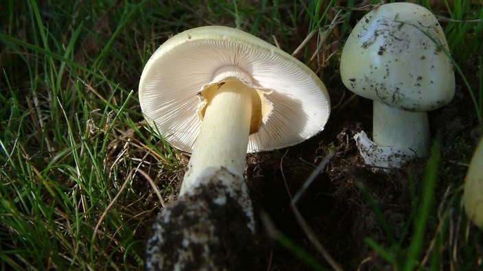 Child ingests toxic death cap mushroom in Vancouver's Kits Point