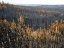 Trees scorched by the Donnie Creek wildfire line a forest north of Fort St. John. PHOTO BY NOAH BERGER /THE ASSOCIATED PRESS