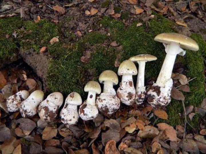  The Town of Comox issued a public notice on July 7, 2023 after death cap mushrooms were found near Filberg Park.