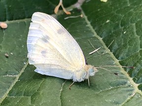 cabbage butterfly moth