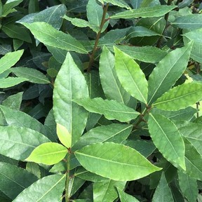 Easy-to-grow, evergreen and edible three great reasons to find a (sheltered) home for a bay laurel in your garden.