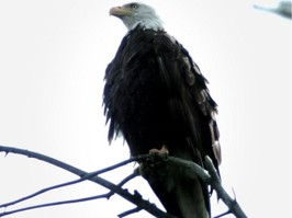 A bald eagle sits in a tree in Richmond's Terra Nova area enjoying the view over sturgeon bank.