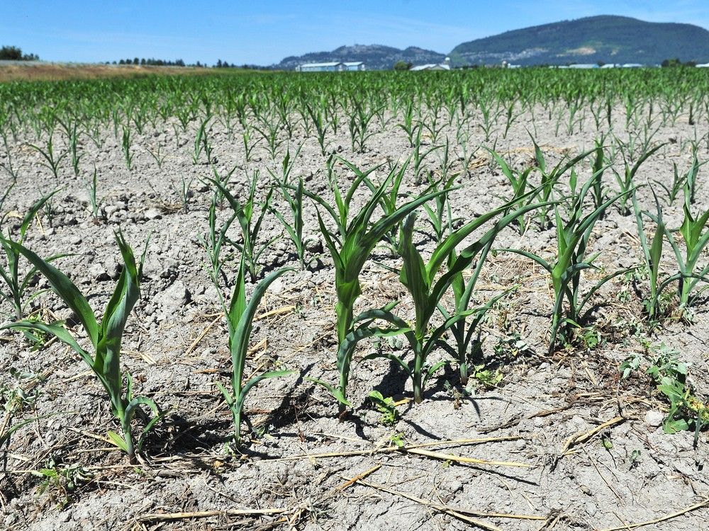  scenes from the fraser valley as the impacts of a possible drought this summer could have a negative effect on their crops.