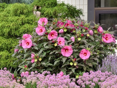 Brian Minter: Revitalize your summer garden with hibiscus