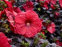Holy Grail perennial hibiscus is a true, rich red. 