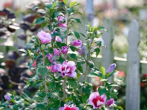 Purple Pillar Rose of Sharon