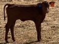 calf