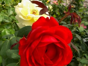 Ping Lim's bold orange-red True Passion and cheery yellow True Friendship roses.