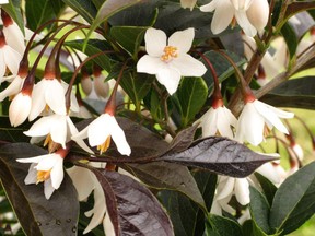 Evening Light Snowbell flowers.