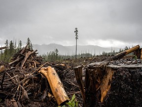 clayoquot