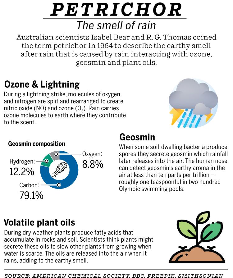 Vancouver weather: Why we love the smell of fresh rain | Vancouver Sun