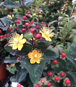 Hypericums offer unique blooms followed by clusters of berries in a wide range of colours.