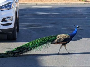 Undated photo of Pete, a Las Vegas neighborhood peacock that was killed with a hunter's bow and arrow in August 2023.