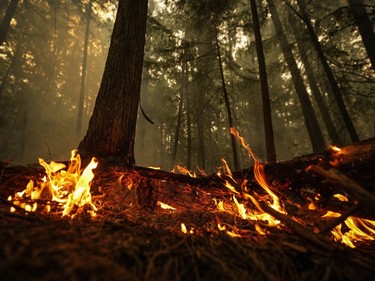 A hot spot from the Lower East Adams Lake wildfire burns in Scotch Creek, B.C., on Sunday, August 20, 2023.
