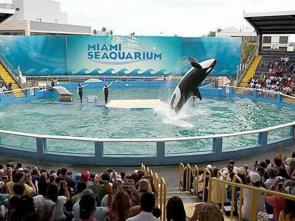 The Horrors of Lolita – Miami High News