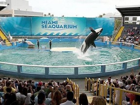 Lolita performs in her stadium tank at Miami Seaquarium. She died recently, just months before plans to reintroduce her to the Salish Sea.