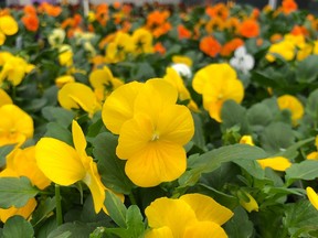 pansies