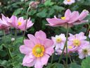 Japanese anemones are late season bloomers and ideal candidates for the cutting garden.