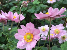 Japanese anemones