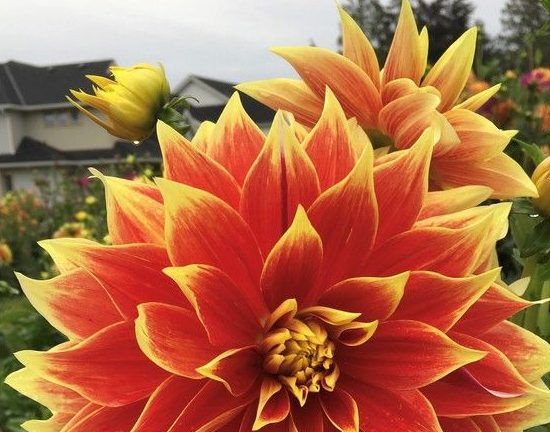 Dahlias’ heat tolerance well suited for a changing garden