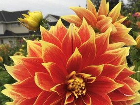 dahlia