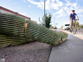 A cyclist passes recently fallen arms from a damaged saguaro cactus resting along a sidewalk on August 3, 2023 in Mesa, Arizona.