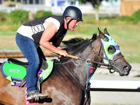 Trainer Drew Levere works the horses at Hastings Racecourse this week.