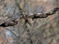 A red tail hawks swoops down from its perch atop a street light to attack a snake on the ground near Medway Creek in London, Ont., in 2012.