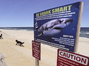 A combination of food and rise in population due to conservation efforts could be leading to an increase in shark encounters in Canadian waters. A woman walks with her dogs at Newcomb Hollow Beach, where a boogie boarder was bitten by a shark in 2018 and later died of his injuries, in Wellfleet, Mass. on May 22, 2019.