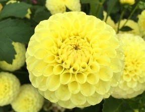 dahlia