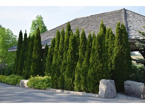 Cedars are almost permanent, are evergreen, provide privacy and suit a narrow, linear space.