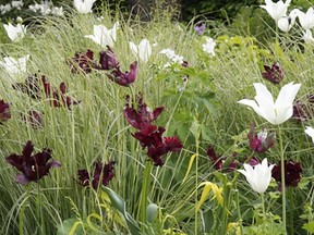 fall bulbs